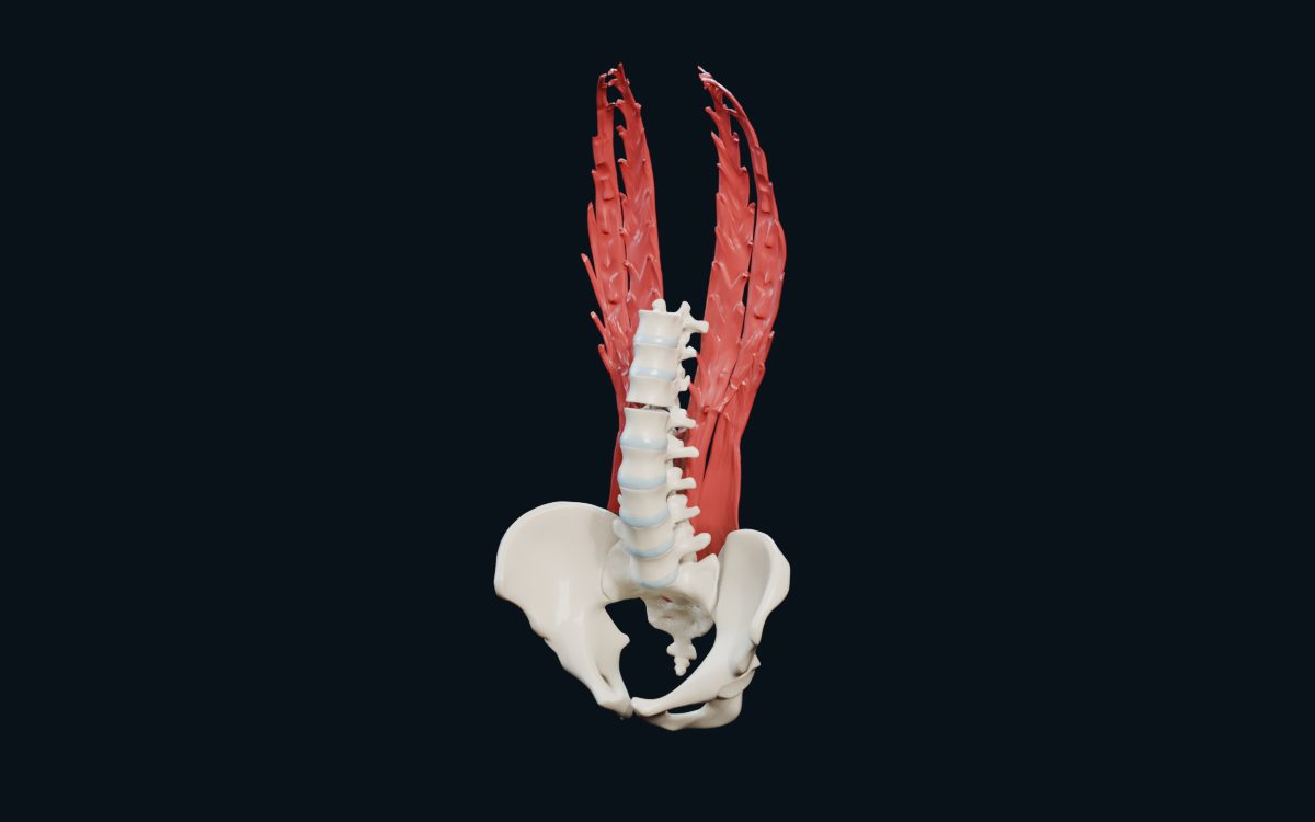 Columna lumbar con músculos